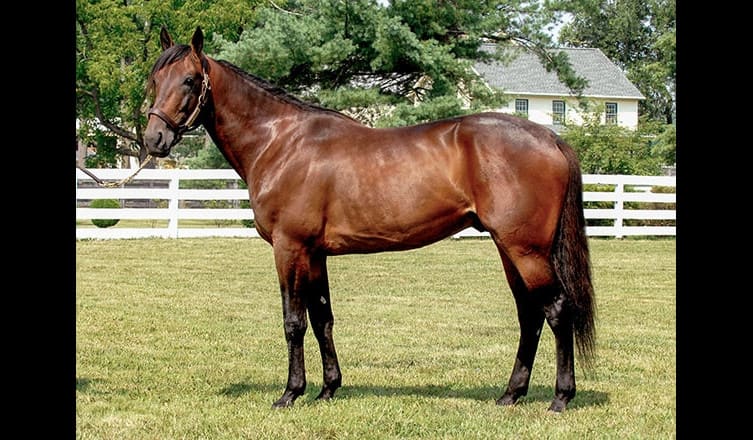 Donato Hanover